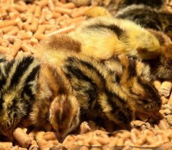 Sleeping quail chicks.